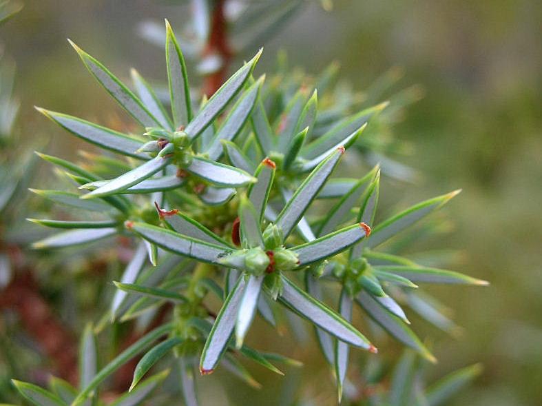 Juniperus communis (=Juniperus nana) / Ginepro nano